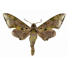 /filer/webapps/moths/media/images/R/rougeoti_Polyptychus_AM_Basquin.jpg