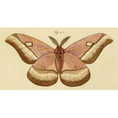 /filer/webapps/moths/media/images/C/caffraria_Bunaea_Stoll_31_2C.jpg