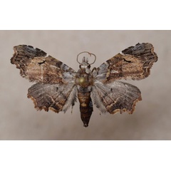 /filer/webapps/moths/media/images/D/durbanica_Trogocraspis_A_Butler.jpg