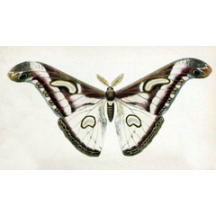 /filer/webapps/moths/media/images/A/albidus_Attacus_HT_Butler_1886_37-1.jpg