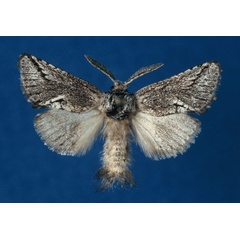 /filer/webapps/moths/media/images/K/kroonae_Arbelodes_PTM_ZMHB.jpg