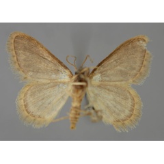 /filer/webapps/moths/media/images/S/sinuilinea_Idaea_A_ZSM_02.jpg