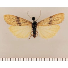 /filer/webapps/moths/media/images/A/aerumnosa_Pasteosia_HT_TMSA.jpg