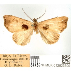 /filer/webapps/moths/media/images/R/rotundiplaga_Marcipa_AM_BMNH.jpg