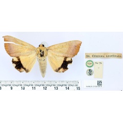 /filer/webapps/moths/media/images/L/leucopasa_Ophisma_HT_BMNH.jpg