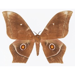 /filer/webapps/moths/media/images/O/obscura_Imbrasia_AM_Basquina.jpg