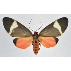 /filer/webapps/moths/media/images/H/hersilia_Caryatis_AF_NHMO.jpg