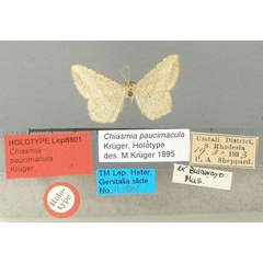 /filer/webapps/moths/media/images/P/paucimacula_Chiasmia_HT_TMSA.jpg