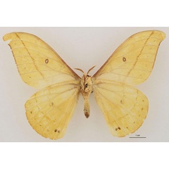 /filer/webapps/moths/media/images/S/septentrionalis_Tagoropsis_HT_RBINS_02.jpg