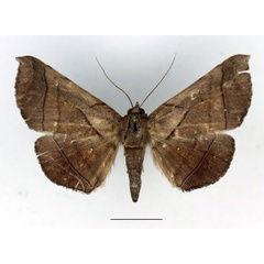 /filer/webapps/moths/media/images/A/apicata_Gorua_AF_Aulombard.jpg