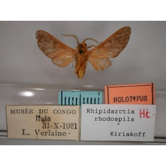/filer/webapps/moths/media/images/R/rhodospila_Rhipidarctia_HT_RMCA_02.jpg