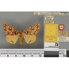 /filer/webapps/moths/media/images/C/castanea_Dasychira_HT_BMNHa.jpg