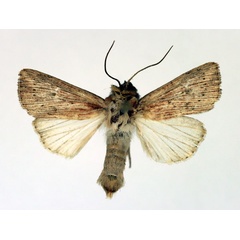 /filer/webapps/moths/media/images/P/punctulata_Leucania_A_Aulombard.jpg
