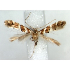 /filer/webapps/moths/media/images/S/silvicola_Phyllonorycter_HT_RMCA.jpg