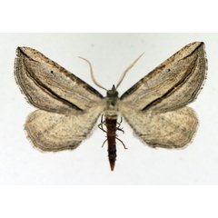 /filer/webapps/moths/media/images/A/apicata_Hebdomophruda_AM_TMSA_01.jpg