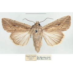 /filer/webapps/moths/media/images/P/perstriata_Leucania_AF_BMNH.jpg