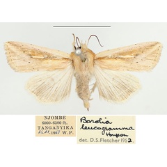 /filer/webapps/moths/media/images/L/leucogramma_Mythimna_AF_BMNH.jpg