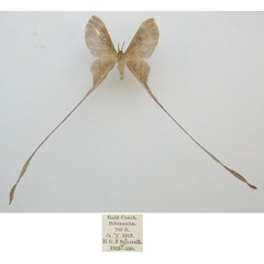 /filer/webapps/moths/media/images/T/trogophylla_Eudaemonia_AM_NHMUKa.jpg