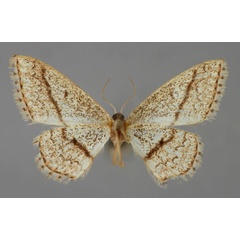 /filer/webapps/moths/media/images/S/seclusoides_Scopula_HT_ZSM_02.jpg