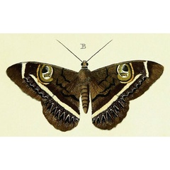 /filer/webapps/moths/media/images/L/latona_Cyligramma_Cramer1_13_B.jpg
