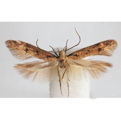 /filer/webapps/moths/media/images/R/rhopalovalva_Aristotelia_PTF_BMNH.jpg