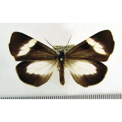 /filer/webapps/moths/media/images/A/antinorii_Podomachla_A_HDOU.jpg