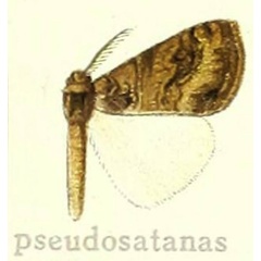/filer/webapps/moths/media/images/P/pseudosatanas_Dasychira_HT_Hering_25c.jpg