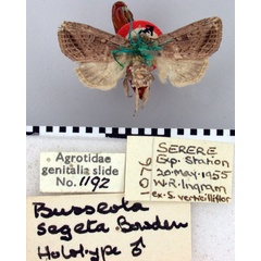 /filer/webapps/moths/media/images/S/segeta_Busseola_HT_BMNH.jpg