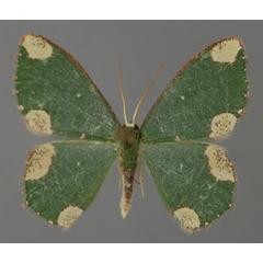 /filer/webapps/moths/media/images/T/tetracosmia_Prasinocyma_A_ZSM_01.jpg