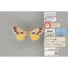 /filer/webapps/moths/media/images/M/madagascariensis_Eudryas_HT_BMNHa.jpg
