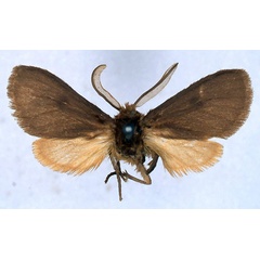 /filer/webapps/moths/media/images/P/pumila_Metarctia_LT_BMNH_01.jpg