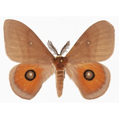 /filer/webapps/moths/media/images/P/pygmaea_Rohaniella_AM_Basquin_02.jpg