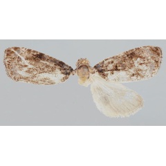 /filer/webapps/moths/media/images/L/longiphallus_Gibbalaria_HT_Bassi.jpg