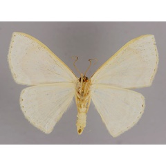 /filer/webapps/moths/media/images/S/syneorus_Somatina_A_ZSM_02.jpg