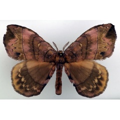 /filer/webapps/moths/media/images/G/gracilis_Gracilanja_AM_Basquin_02.jpg