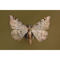 /filer/webapps/moths/media/images/C/costicommata_Chiasmia_A_Butler.jpg