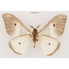 /filer/webapps/moths/media/images/D/dargei_Leucopteryx_HT_RBINS_02.jpg