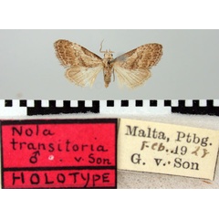 /filer/webapps/moths/media/images/T/transitoria_Nola_HT_TMSA.jpg