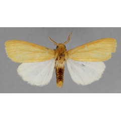 /filer/webapps/moths/media/images/M/metaleuca_Spilosoma_A_BMNH.jpg