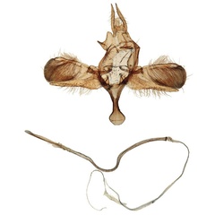 /filer/webapps/moths/media/images/N/nigricola_Yponomeuta_GM_BMNH_34350.jpg