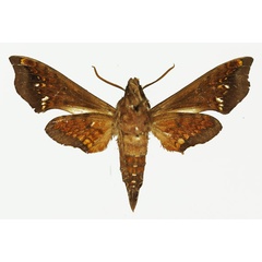 /filer/webapps/moths/media/images/P/pindurensis_Temnora_AM_Basquinb.jpg