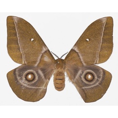/filer/webapps/moths/media/images/G/gabunica_Gonimbrasia_AF_Basquina.jpg