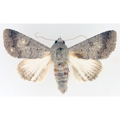 /filer/webapps/moths/media/images/M/muricolor_Pandesma_AM_TMSA_02.jpg