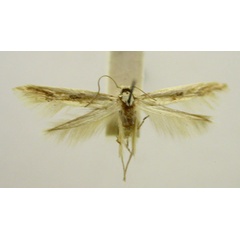 /filer/webapps/moths/media/images/I/iocharis_Trachydora_HT840_TMSA_01.jpg