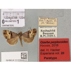 /filer/webapps/moths/media/images/P/perplexoides_Ozarba_PTM_BMNH_04a.jpg