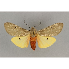 /filer/webapps/moths/media/images/P/proditrix_Teracotona_AM_BMNH.jpg