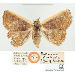 /filer/webapps/moths/media/images/F/flavicosta_Eublemma_HT_BMNH.jpg