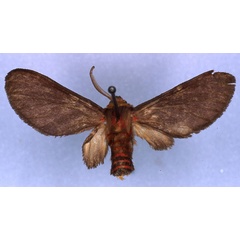 /filer/webapps/moths/media/images/V/vanoyei_Lempkeella_HT_RMCA_03.jpg