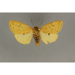 /filer/webapps/moths/media/images/S/scioana_Eyralpenus_AF_BMNH.jpg