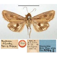 /filer/webapps/moths/media/images/D/discalis_Raghuva_HT_BMNH.jpg